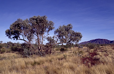 APII jpeg image of Eucalyptus zygophylla  © contact APII