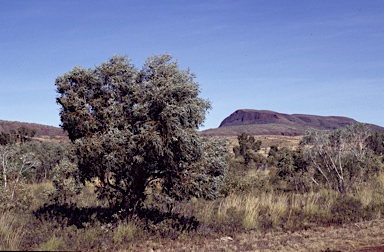 APII jpeg image of Eucalyptus zygophylla  © contact APII