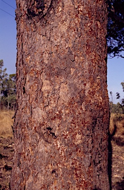 APII jpeg image of Corymbia zygophylla  © contact APII