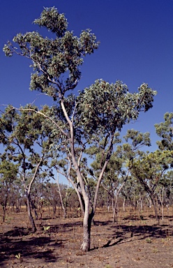 APII jpeg image of Eucalyptus zygophylla  © contact APII