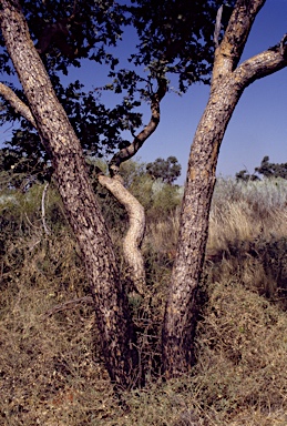 APII jpeg image of Corymbia zygophylla  © contact APII