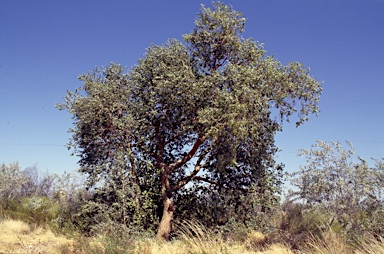 APII jpeg image of Corymbia zygophylla  © contact APII