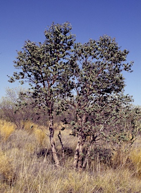 APII jpeg image of Corymbia zygophylla  © contact APII