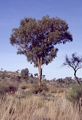 APII jpeg image of Corymbia zygophylla  © contact APII