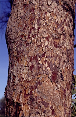 APII jpeg image of Corymbia zygophylla  © contact APII