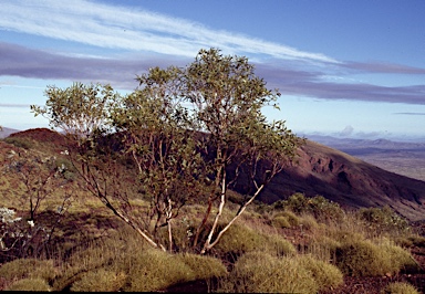 APII jpeg image of Eucalyptus zygophylla  © contact APII