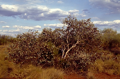 APII jpeg image of Eucalyptus zygophylla  © contact APII