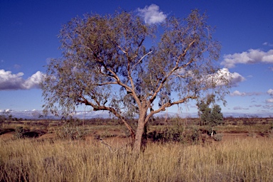 APII jpeg image of Corymbia zygophylla  © contact APII