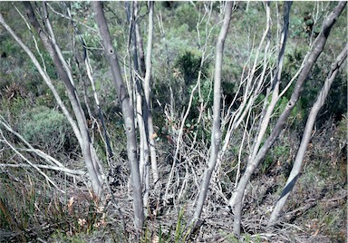 APII jpeg image of Eucalyptus falcata  © contact APII