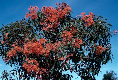 APII jpeg image of Corymbia ficifolia  © contact APII