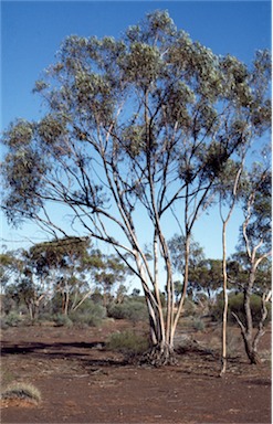 APII jpeg image of Eucalyptus flavida  © contact APII