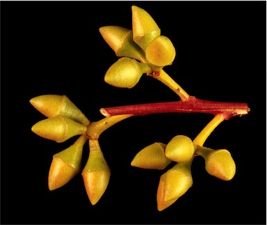 APII jpeg image of Eucalyptus flindersii  © contact APII