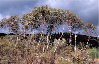 APII jpeg image of Eucalyptus flindersii  © contact APII