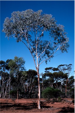 APII jpeg image of Eucalyptus georgei  © contact APII