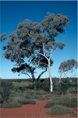 APII jpeg image of Eucalyptus gongylocarpa  © contact APII