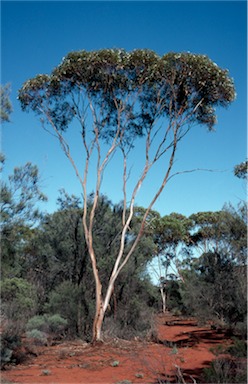 APII jpeg image of Eucalyptus griffithsii  © contact APII