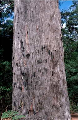 APII jpeg image of Eucalyptus guilfoylei  © contact APII