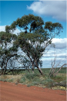 APII jpeg image of Eucalyptus horistes  © contact APII