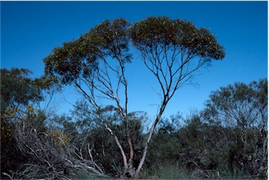 APII jpeg image of Eucalyptus horistes  © contact APII