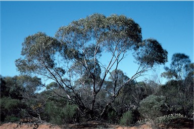 APII jpeg image of Eucalyptus jucunda  © contact APII