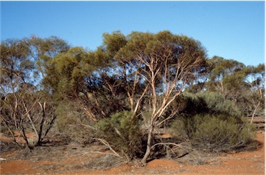 APII jpeg image of Eucalyptus jutsonii  © contact APII