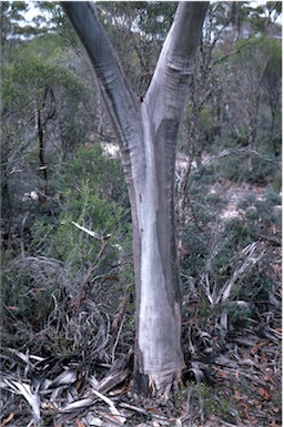 APII jpeg image of Eucalyptus kessellii  © contact APII