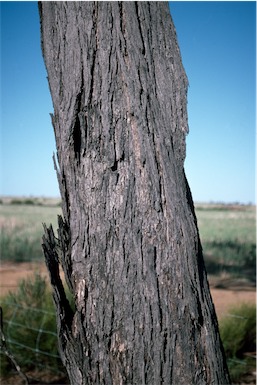 APII jpeg image of Eucalyptus kessellii  © contact APII