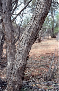 APII jpeg image of Eucalyptus kochii subsp. plenissima  © contact APII