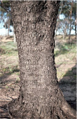 APII jpeg image of Eucalyptus kondininensis  © contact APII