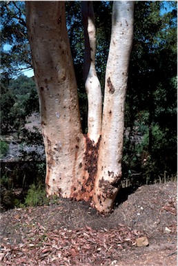 APII jpeg image of Eucalyptus laeliae  © contact APII