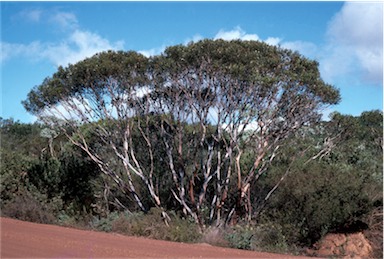 APII jpeg image of Eucalyptus lehmannii  © contact APII