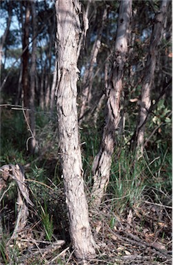 APII jpeg image of Eucalyptus leprophloia  © contact APII