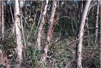 APII jpeg image of Eucalyptus leprophloia  © contact APII