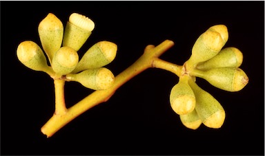 APII jpeg image of Eucalyptus leptocalyx  © contact APII