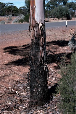 APII jpeg image of Eucalyptus lesouefii  © contact APII