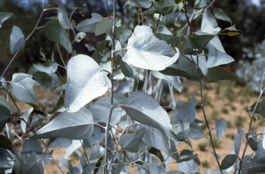 APII jpeg image of Eucalyptus loxophleba subsp. supralaevis  © contact APII