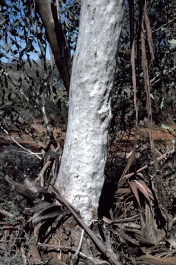 APII jpeg image of Eucalyptus lucasii  © contact APII