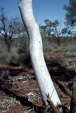 APII jpeg image of Eucalyptus lucasii  © contact APII