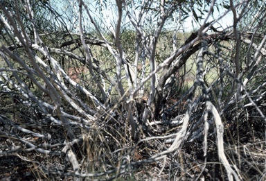 APII jpeg image of Eucalyptus leptopoda subsp. elevata  © contact APII