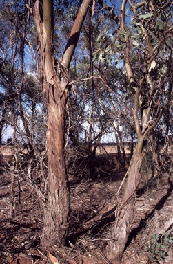 APII jpeg image of Eucalyptus behriana  © contact APII