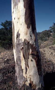 APII jpeg image of Eucalyptus blakelyi  © contact APII