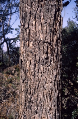 APII jpeg image of Eucalyptus botryoides  © contact APII