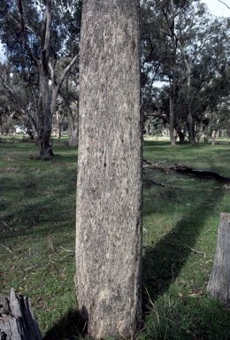 APII jpeg image of Eucalyptus conica  © contact APII