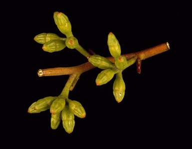 APII jpeg image of Eucalyptus cyanophylla  © contact APII