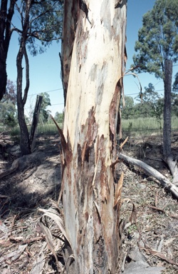 APII jpeg image of Eucalyptus dawsonii  © contact APII