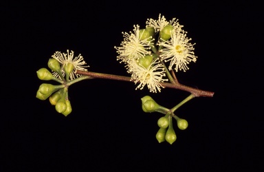 APII jpeg image of Eucalyptus deanei  © contact APII