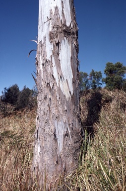 APII jpeg image of Eucalyptus dorrigoensis  © contact APII