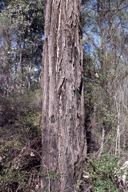 APII jpeg image of Eucalyptus fibrosa subsp. fibrosa  © contact APII