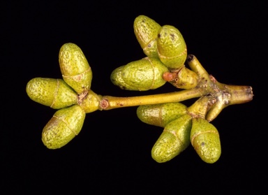 APII jpeg image of Eucalyptus flindersii  © contact APII