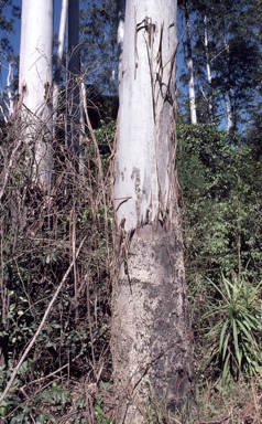 APII jpeg image of Eucalyptus grandis  © contact APII